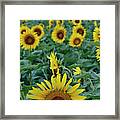 Sunflower Diptych One Framed Print