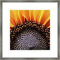 Sunflower Dreams Framed Print