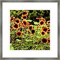 Sunflower Field Framed Print