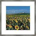 Sunflower Field Framed Print