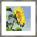 Sunflower Framed Print