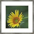 Sunflower Peaking And Visitor Framed Print