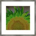 Sunflower Rise - #3 Framed Print