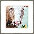 My Sunflower - Cow Painting Framed Print