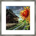 Sunflower Watch At Nightfall Framed Print