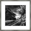 Sunflower Watch In Radiant Black And White Framed Print