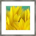Sunflowers 695 Framed Print
