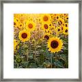 Sunflowers Field Framed Print