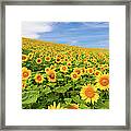 Sunflowers Framed Print