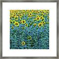 Sunflowers Paradise - 02 Framed Print
