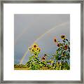 Sunflowers Under The Rainbow Framed Print