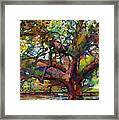 Sunlit Century Tree Framed Print