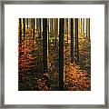 Sunlit Spruce Tree Forest In Autumn Framed Print