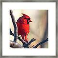 Sunny Cardinal Framed Print