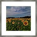 Sunny Faces In New Hampshire Framed Print