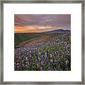Sunset At Wildflowers Fields Framed Print