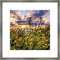 Sunset Flowers Framed Print
