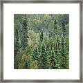 Superior National Forest Iv Framed Print