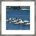 Surfing At Manly Beach Framed Print