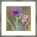 Surprise By Papilio Framed Print
