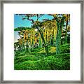 Sutro Trees In Morning Light Framed Print