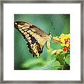 Swallowtail Butterfly Framed Print