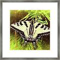 Tiger Swallow Tail Papilio Natural Habitat Framed Print