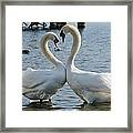 Swan Heart Framed Print