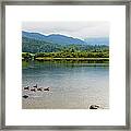 Swans And Ducks Swimming In A Lake Framed Print
