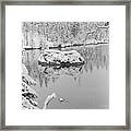Swans In Lake Framed Print