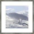 Swans In The Sky Framed Print