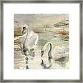 Swans In Winter Framed Print