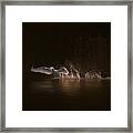 Swan's Morning Framed Print