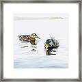Sweden, Vastmanland, Two Mallard Ducks Framed Print