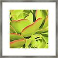 Sweet Succulents I Framed Print