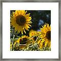 Sweet Sunflowers Framed Print