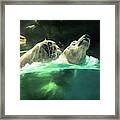 Swimming Bear Ii Framed Print