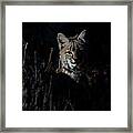 Wild Bobcat Framed Print