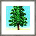 Tall Evergreen Tree Framed Print