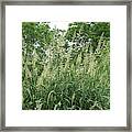 Tall Summer Grasses Framed Print