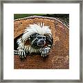 Tamarin Out Of The Trunk Framed Print