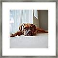 Tan Boxer Puppy Laying On Carpet Near Framed Print