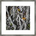 Tangle Framed Print