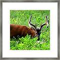Tennessee's Deer Framed Print