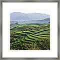 Terraces Of Rice Paddy Field Framed Print