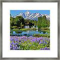 Tetons And Lupines Framed Print