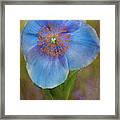 Textured Blue Poppy Flower Framed Print