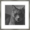 The Angry Cat - Black And White Framed Print