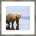 The Bear Walk Framed Print