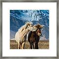 The Beautiful Horses During Courtships Framed Print